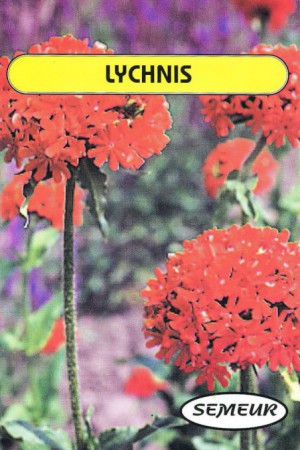 Semences de fleurs : Lychnis Crois de Jérusalem