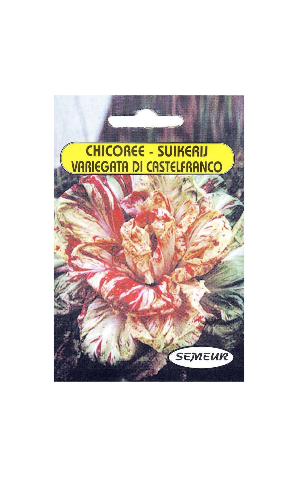 Graines-Seeds Chicorée sauvage, Chicorée amère, Cichorium intybus